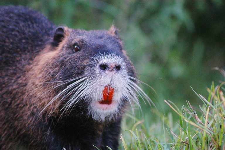 Nutrias: 'ratos gigantes' com dentes laranjas causam pânico na Califórnia | Mundo & História