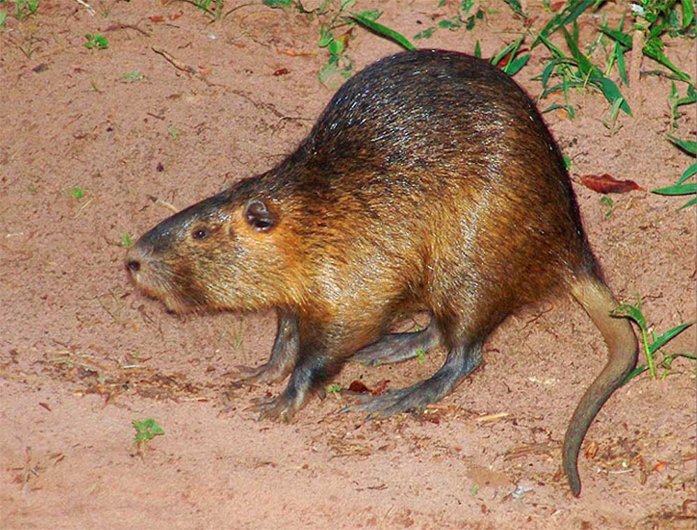 Nutrias: 'ratos gigantes' com dentes laranjas causam pânico na Califórnia | Mundo & História