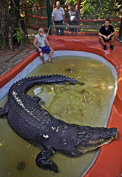 Cassius, o maior crocodilo em cativeiro do mundo, morre na Austrália | Mundo & História