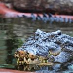 Cassius, o maior crocodilo em cativeiro do mundo, morre na Austrália | Mundo & História