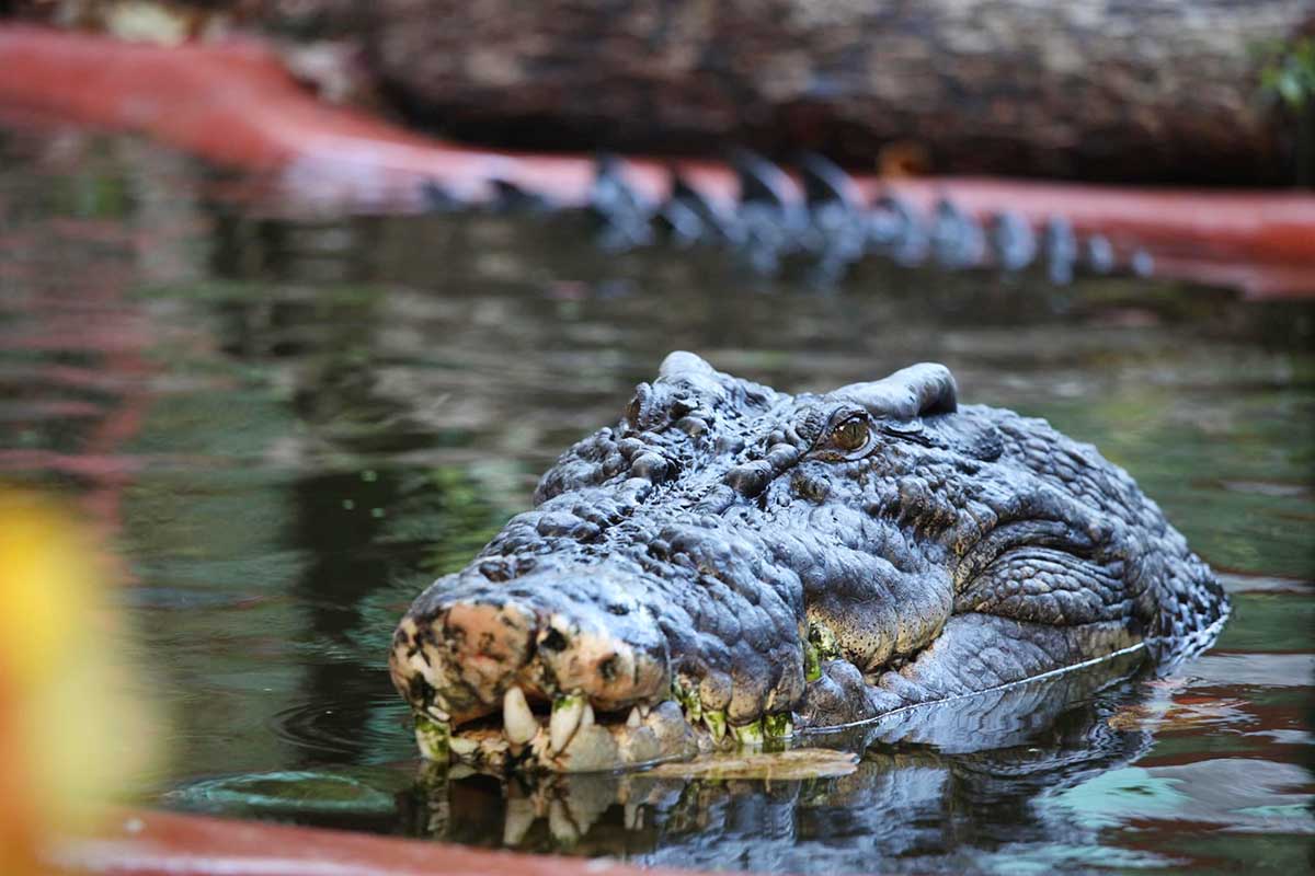 Cassius, o maior crocodilo em cativeiro do mundo, morre na Austrália | Mundo & História