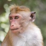 Macaco causa apagão total de energia no Sri Lanka | Mundo & História